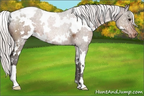 Horse Color:White Spotted Silver Brown Appaloosa 