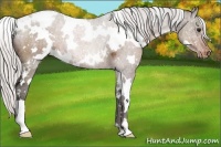 Horse Color:White Spotted Silver Brown Snowflake Varnish