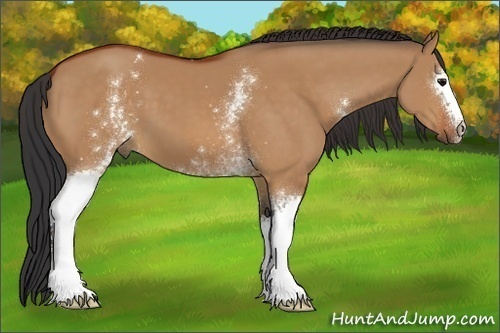 Horse Color:White Spotted Bay Dun