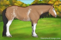 Horse Color:White Spotted Bay Dun