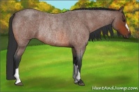Horse Color:Bay Roan Rabicano 