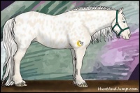 Horse Color:Cremello Near Leopard 