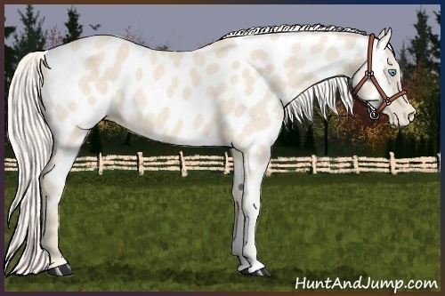Horse Color:Cremello Near Leopard