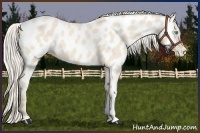 Horse Color:Cremello Near Leopard