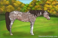Horse Color:Liver Chestnut Ice 