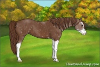 Horse Color:Chestnut Sabino