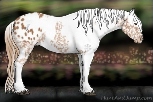 Horse Color:Chestnut Appaloosa  and Chestnut Appaloosa 