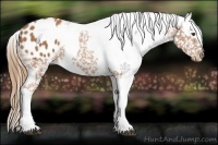 Horse Color:Chestnut Appaloosa  and Chestnut Appaloosa 