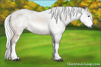Horse Color:Gray White Spotted Silver Buckskin Roan Rabicano 