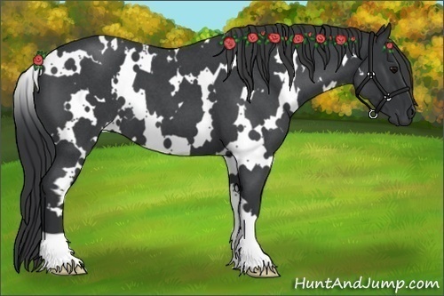 Horse Color:White Spotted Blue Roan