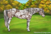 Horse Color:Bay Ice Appaloosa  and Silver Black Ice Appaloosa 