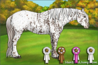 Horse Color:Silver Black Appaloosa  and Gray Bay Appaloosa 