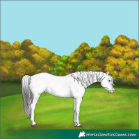 Horse Color:Silver Grullo Appaloosa Rabicano  and Gray Grullo Splash Appaloosa 
