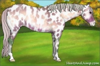 Horse Color:Watercolor Silver Bay Roan Onyx Near Leopard Rabicano 