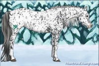 Horse Color:Black Appaloosa  and Black Appaloosa 