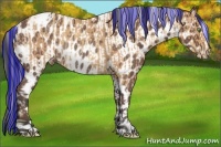 Horse Color:Painted White Spotted Silver Sable Champagne Tobiano Appaloosa  and Bay Roan Appaloosa Rabicano 