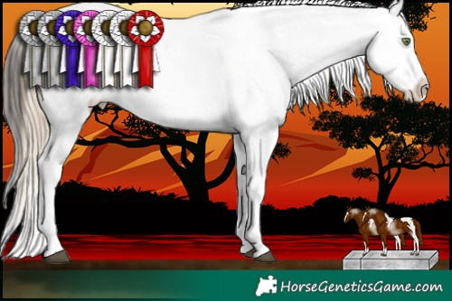 Horse Color:White Spotted Chocolate Palomino Roan Appaloosa  and White Spotted Brown Roan Appaloosa Rabicano 