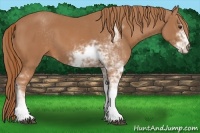Horse Color:Chestnut Sabino