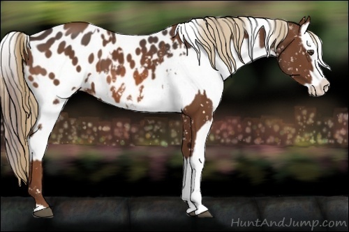 Horse Color:Chestnut Appaloosa  and Bay Appaloosa 