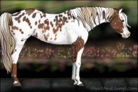 Horse Color:Chestnut Blanket  and Bay Blanket 