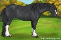 Horse Color:Black Appaloosa Rabicano 