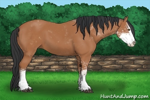 Horse Color:Bay Sabino 