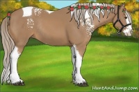 Horse Color:White Spotted Palomino Splash Tobiano Rabicano 