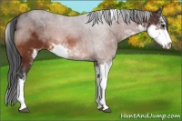 Horse Color:Bay Sabino 
