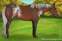 Horse Color:White Spotted Silver Brown