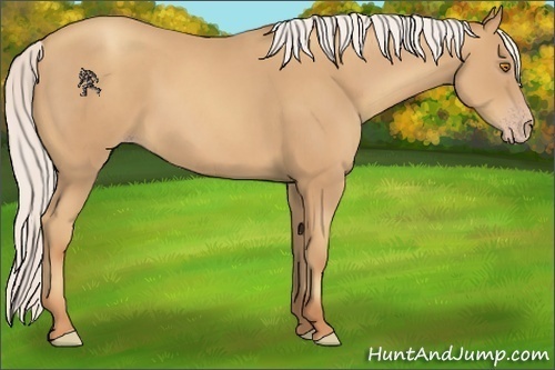 Horse Color:Silver Classic Champagne 