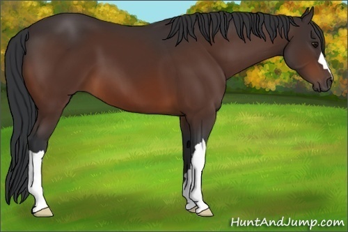 Horse Color:Brown 