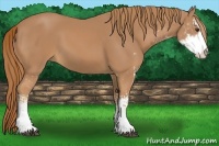 Horse Color:Chestnut Sabino 