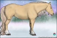 Horse Color:Palomino Sabino 