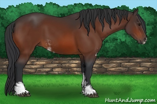 Horse Color:Bay Sabino