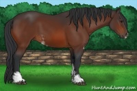 Horse Color:Bay Sabino