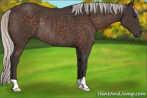 Horse Color:Silver Brown Rabicano