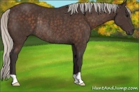 Horse Color:Silver Brown Rabicano 