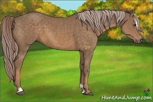 Horse Color:Chocolate Palomino Sabino