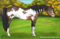 Horse Color:Buckskin Sabino Frame 
