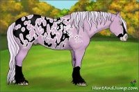 Horse Color:Watercolor Silver Amber Champagne Splash Appaloosa