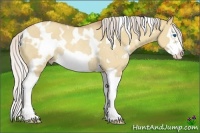Horse Color:White Spotted Silver Classic Champagne Dun Splash Frame Rabicano