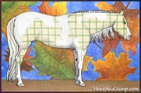 Horse Color:Plaid Silver Amber Cream Champagne Roan Dun Splash Tobiano Frame Rabicano