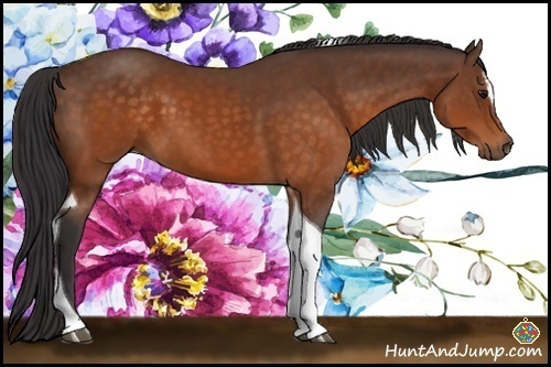 Horse Color:Buckskin Sabino Tobiano