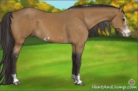 Horse Color:Buckskin Sabino