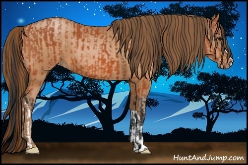 Horse Color:Bay  and Bay Pearl 