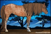 Horse Color:Bay  and Bay Pearl 