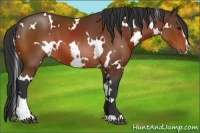 Horse Color:White Spotted Brown Sabino 