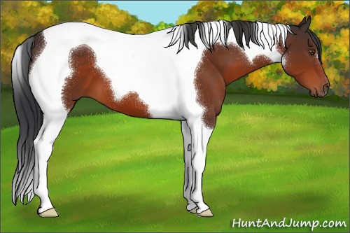 Horse Color:Brown Tobiano 
