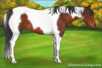 Horse Color:Brown Tobiano 
