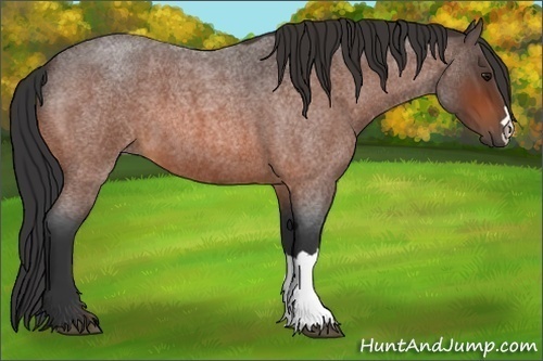 Horse Color:Bay Roan 
